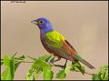 _1SB4201s painted bunting